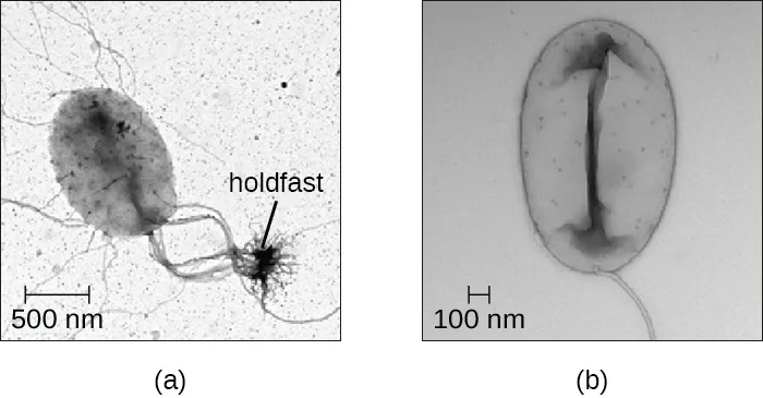 Two electron micrographs of Planctomycetes. Panel (a) shows a sessile oval cell attached to a branching holdfast on a surface; panel (b) shows a similarly shaped swarmer cell without a holdfast.