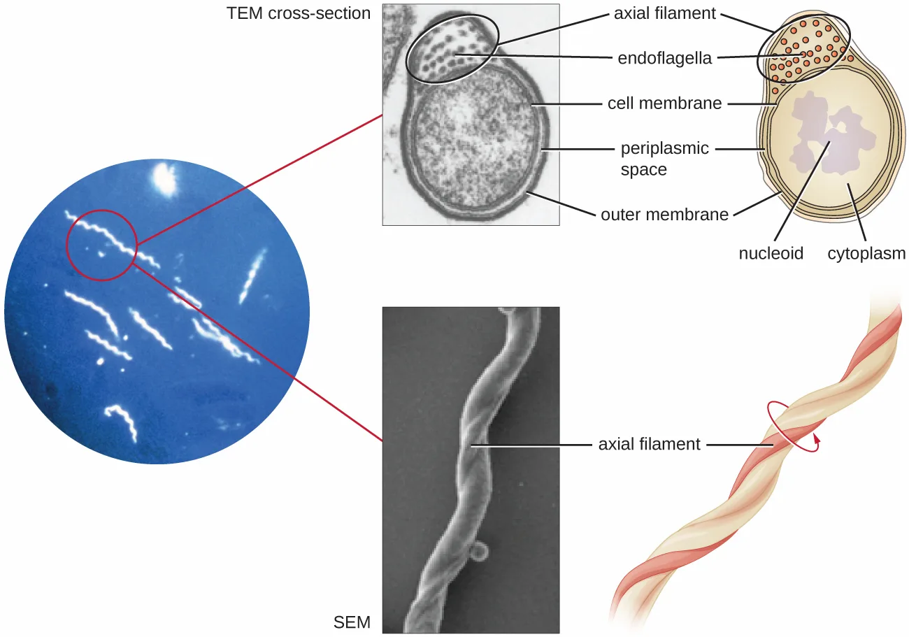 A composite figure of spirochetes: a darkfield micrograph of bright spiral cells, a TEM cross-section and matching cutaway diagram showing the axial filament in the periplasmic space, and an SEM with a schematic of the filament winding around the cell.