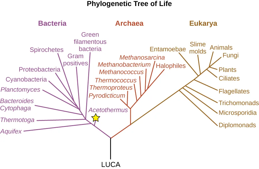 A color-coded phylogenetic tree of life rooted at LUCA. Purple Bacteria, orange Archaea, and brown Eukarya branch from the root; a yellow star marks Acetothermus near the lowest bacterial branch.
