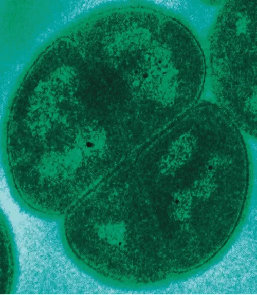 A green-tinted electron micrograph of four large round Deinococcus radiodurans cells grouped closely in a square-like cluster, with partial cells at the image edges.