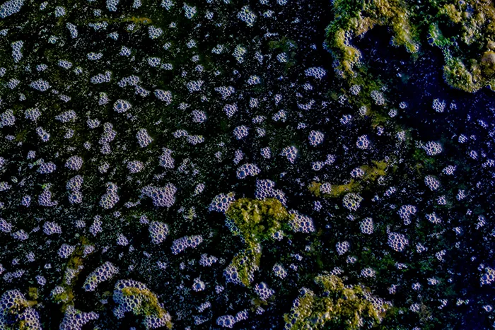 A close photograph of a dark wet bog surface covered with many small pale bubbles among green and brown plant material.