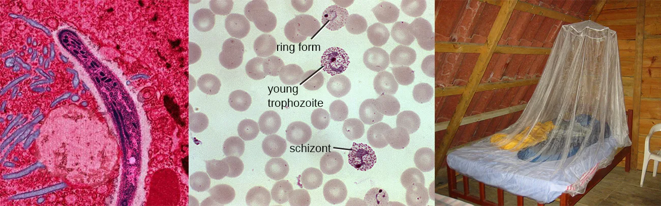 Three panels. At left, a micrograph of a single long, slender cell. In the centre, a stained blood smear in which some red blood cells hold a small ring labelled ring form, one holds a larger ring with dark dots labelled young trophozoite, and one holds a dense cluster of dark dots labelled schizont. At right, a photograph of fine white mosquito netting draped over a bed.