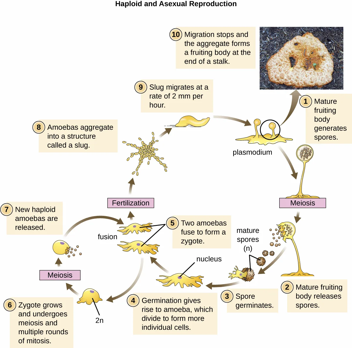 A circular diagram titled Haploid and Asexual Reproduction, showing the Dictyostelium discoideum cellular slime mold life cycle numbered 1 through 10, with a photograph of a fruiting body.