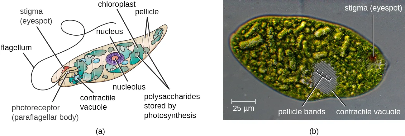 Two images. (a) A labeled diagram of an oval Euglena cell with a long flagellum, a photoreceptor, a nucleus with a nucleolus, green chloroplasts, a red eyespot labeled stigma, a contractile vacuole, and stored polysaccharides. (b) A micrograph of a Euglena cell with its stigma, pellicle bands, and contractile vacuole labeled, and a 25 µm scale bar.