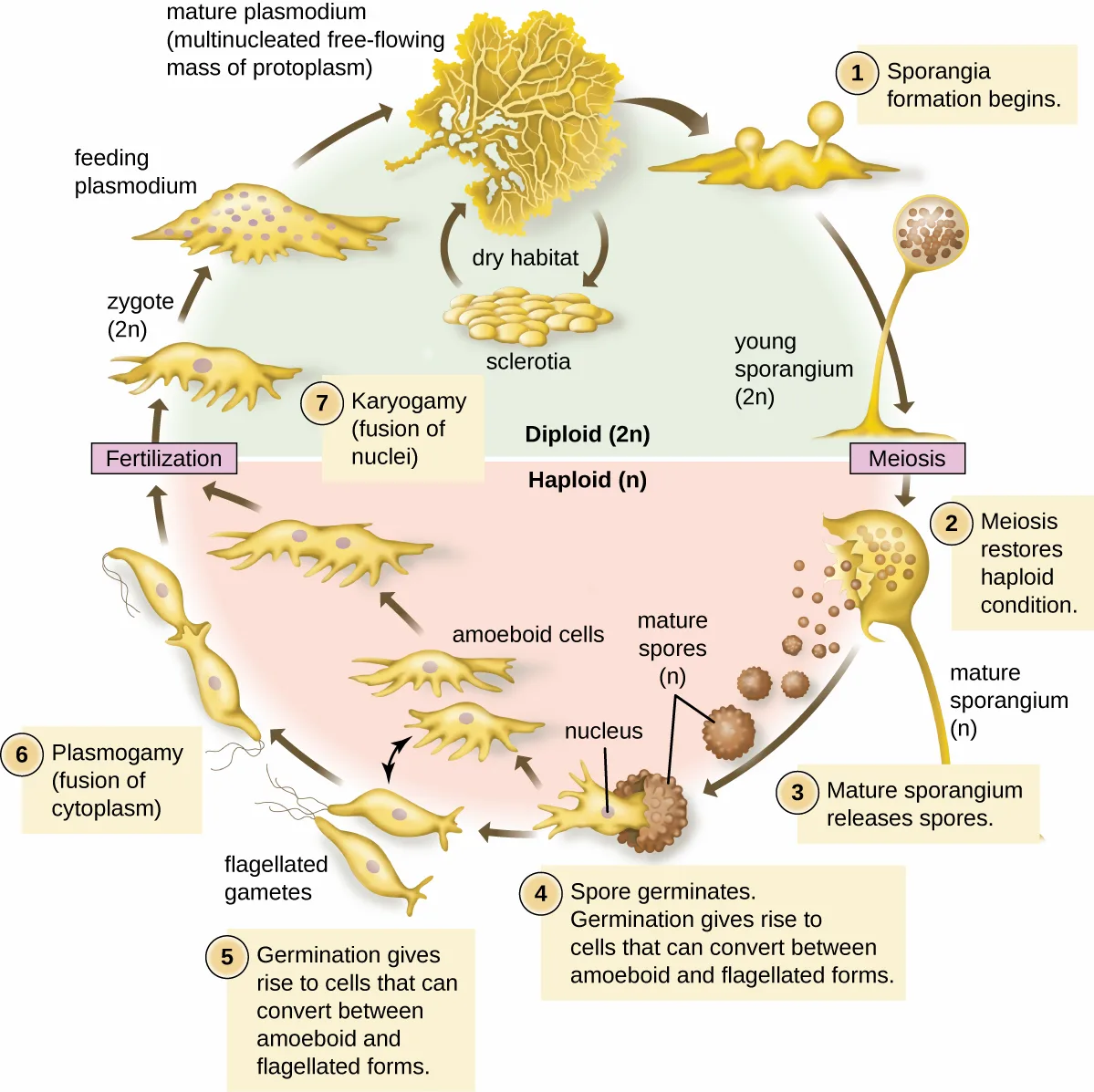 A circular diagram of a plasmodial slime mold life cycle, divided into a diploid upper half and a haploid lower half and numbered 1 through 7.