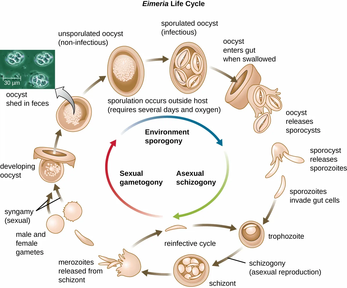 A circular diagram of the Eimeria life cycle titled Eimeria Life Cycle, with an inset micrograph of several stained oocysts and a 30 µm scale bar.
