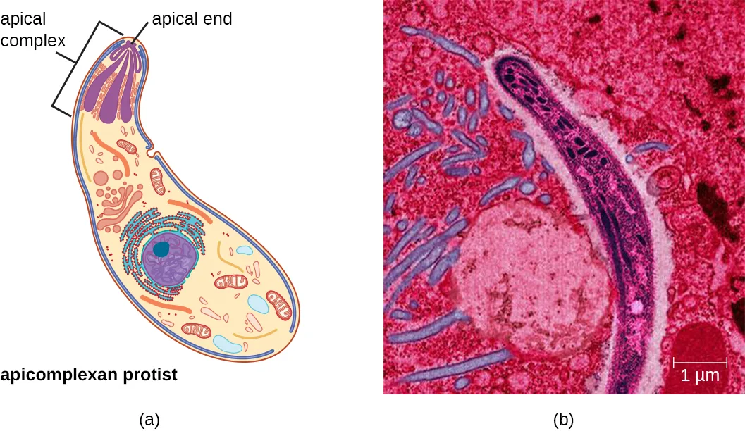 Two images. (a) A colored diagram of an elongated apicomplexan protist, with its apical complex and apical end labeled at one pointed tip. (b) A colorized transmission electron micrograph of an elongated Plasmodium sporozoite with a 1 µm scale bar.