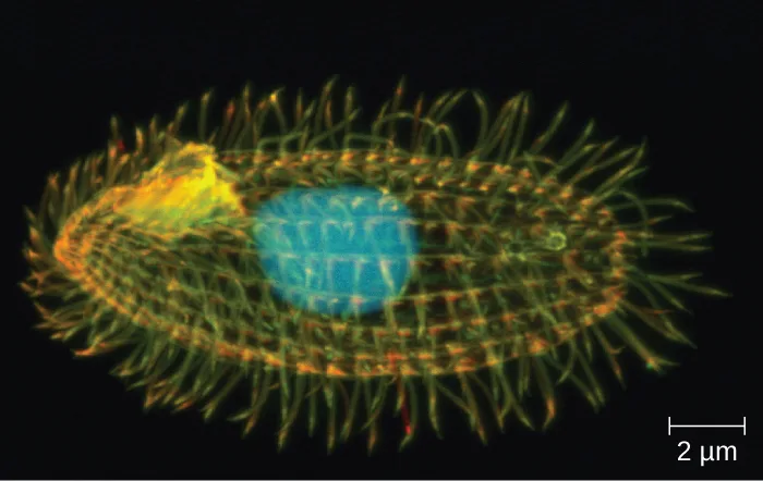 A micrograph of an oval cell densely covered with short, hair-like projections over its entire surface, with a large, pale, rounded structure near the center of the cell.