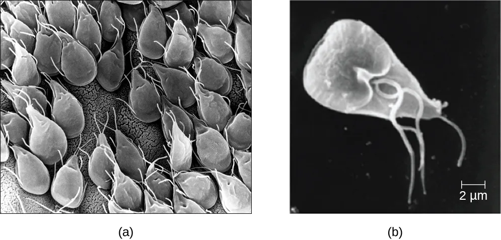 Two scanning electron micrographs. In (a), many pear-shaped Giardia cells with trailing flagella are packed closely together. In (b), a single pear-shaped Giardia cell is shown with several long flagella trailing from its narrow end, and a scale bar marked 2 µm.