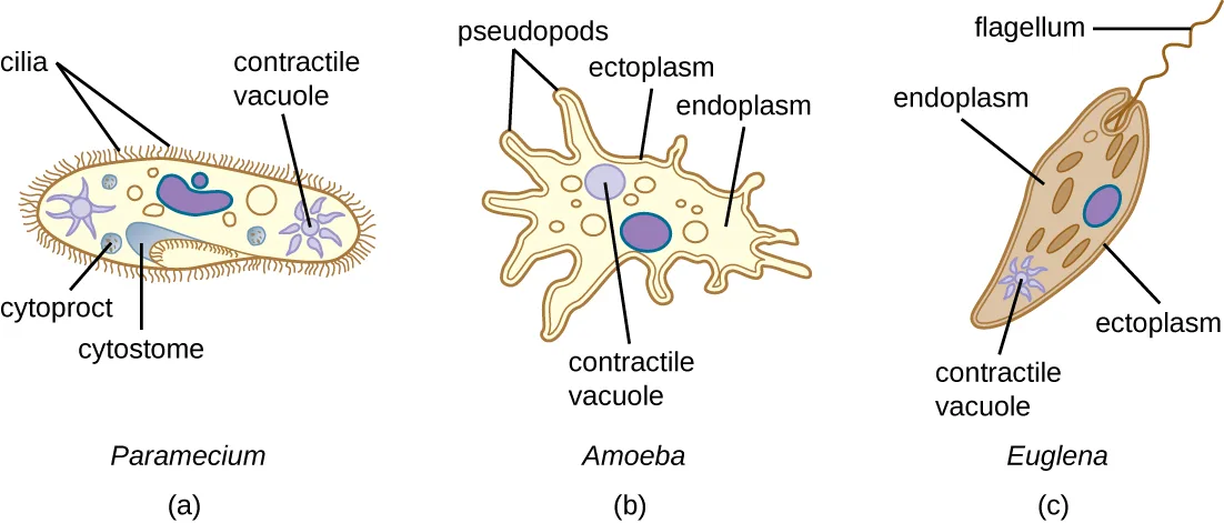 Three labeled diagrams. (a) An oval Paramecium cell fringed with cilia, with a cytostome, a cytoproct, and a star-shaped contractile vacuole labeled inside. (b) An amoeba with irregular pseudopod extensions, its outer ectoplasm and inner endoplasm labeled, and a contractile vacuole inside. (c) An elongated Euglena cell with a single long flagellum, its outer ectoplasm and inner endoplasm labeled, and a contractile vacuole inside.