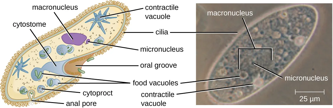 Two images. (a) A labeled diagram of a Paramecium cell fringed with cilia, showing an oral groove leading to a cytostome, food vacuoles, a cytoproct, an anal pore, a large macronucleus, a smaller micronucleus, and star-shaped contractile vacuoles. (b) A micrograph of a Paramecium with its macronucleus and micronucleus labeled, and a 25 µm scale bar.