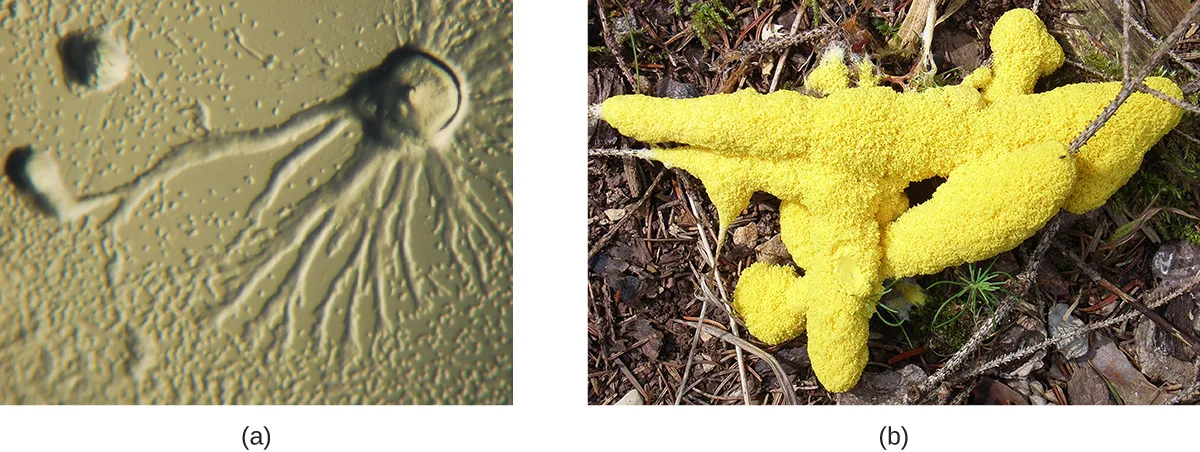 Two photographs. (a) A light micrograph of the cellular slime mold Dictyostelium discoideum, showing individual amoeboid cells streaming together into an aggregation. (b) A brightly colored yellow, branching mass of the plasmodial slime mold Fuligo septica growing on bark.