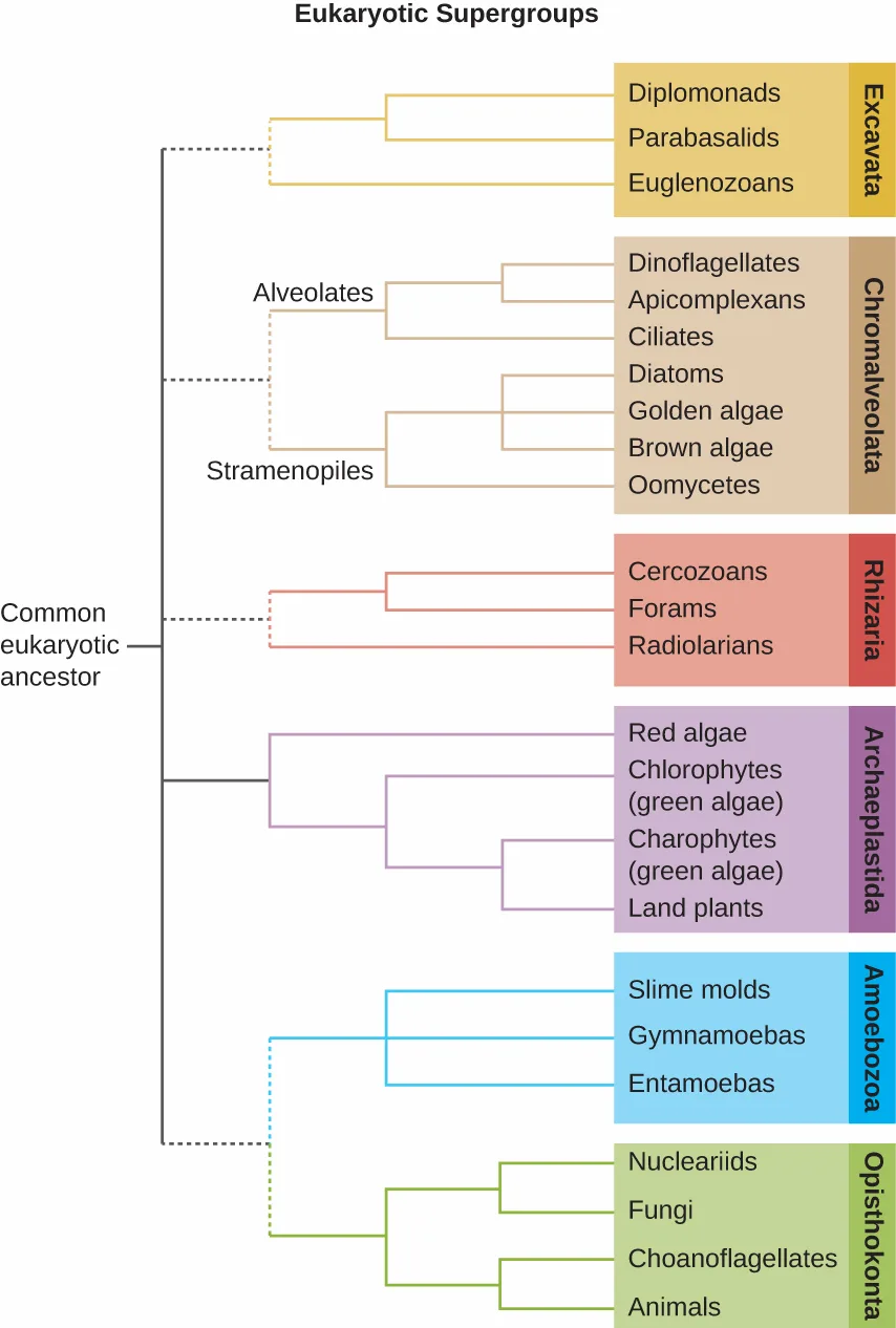 A branching tree diagram titled Eukaryotic Supergroups, showing a common eukaryotic ancestor splitting into six labeled supergroups — Excavata, Chromalveolata, Rhizaria, Archaeplastida, Amoebozoa, and Opisthokonta — each further split into subgroups. Some branches are dashed to show evolutionary relationships that remain under debate.