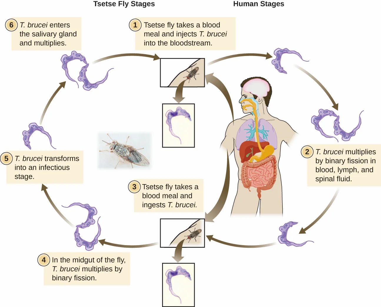 A circular diagram of the Trypanosoma brucei life cycle, split into Tsetse Fly Stages and Human Stages and numbered 1 through 6, with a small photograph of a tsetse fly.