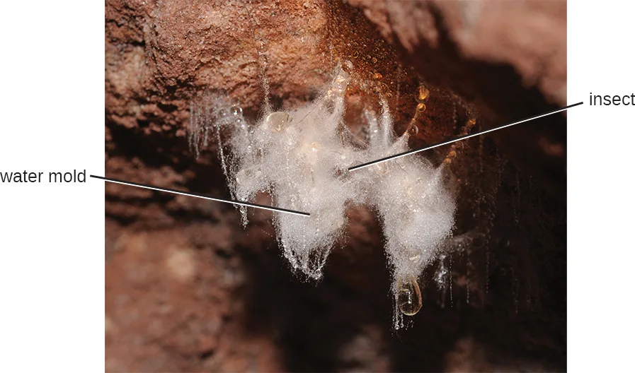 A photograph of a whitish, fuzzy oomycete mass labeled water mold growing over the body of an insect on a rock surface, with the insect labeled.