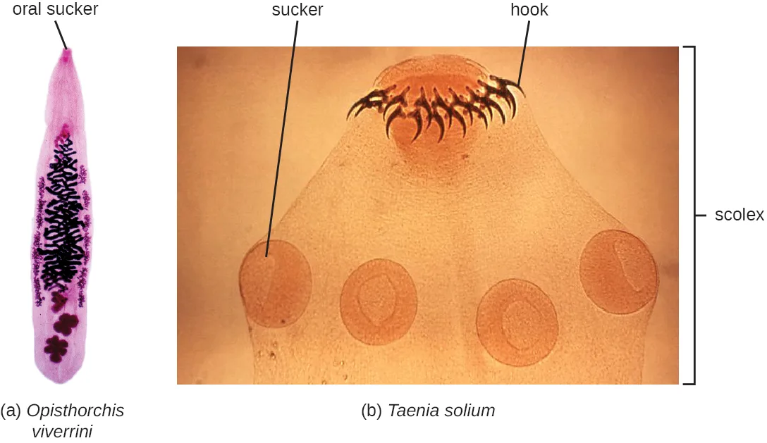 Two micrograph panels. (a) A stained, elongated fluke with a pointed oral sucker at one end. (b) A pale, dome-shaped scolex bearing a ring of dark, curved hooks at its tip and four round sucker discs below, with a bracket labeling the whole structure.