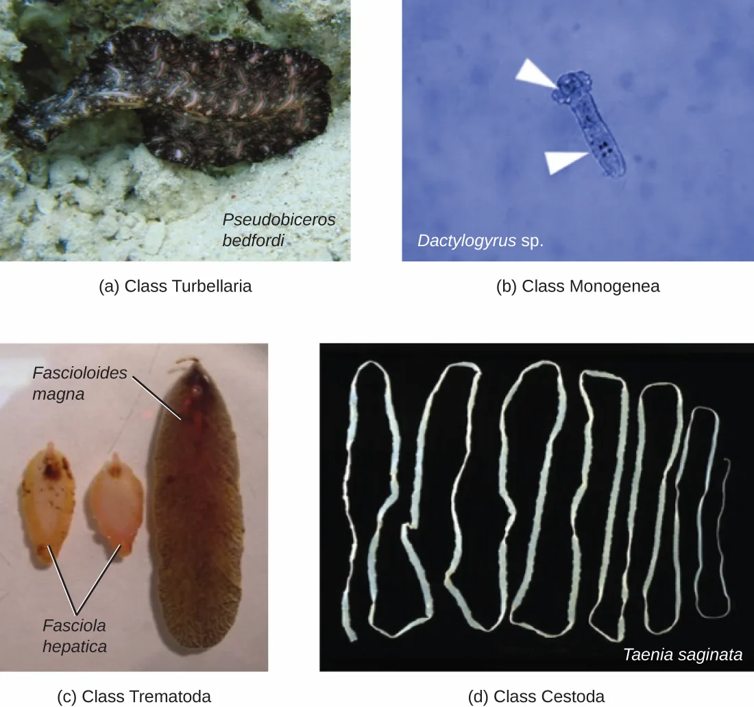 Four photographic panels of Platyhelminthes classes. (a) Turbellaria: a mottled, flattened, oval marine flatworm on rock, labeled Pseudobiceros bedfordi. (b) Monogenea: a stained micrograph of a small, elongated worm with two anchor-like hooks near one end, indicated by arrows, labeled Dactylogyrus sp. (c) Trematoda: a broad, tapered fluke labeled Fascioloides magna beside two smaller, oval flukes labeled Fasciola hepatica. (d) Cestoda: several long, ribbon-like, segmented tapeworms on a dark background, labeled Taenia saginata.
