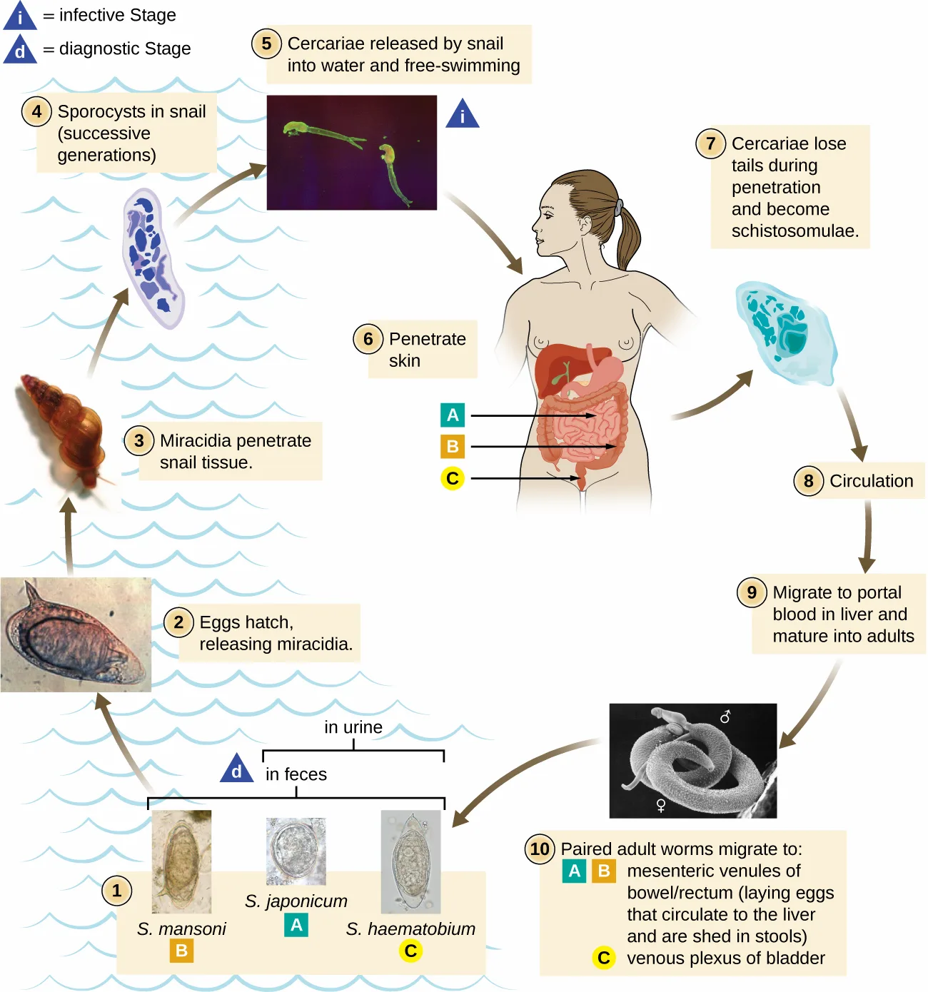 A numbered life-cycle diagram of Schistosoma species. Eggs shed in feces or urine hatch into miracidia, which penetrate a snail and develop into sporocysts and then free-swimming cercariae; cercariae penetrate human skin, lose their tails to become schistosomulae, circulate through the body, and mature into adults in the liver's portal blood. Paired adults of S. mansoni and S. japonicum migrate to the mesenteric venules of the bowel and rectum; adults of S. haematobium migrate to the venous plexus of the bladder.