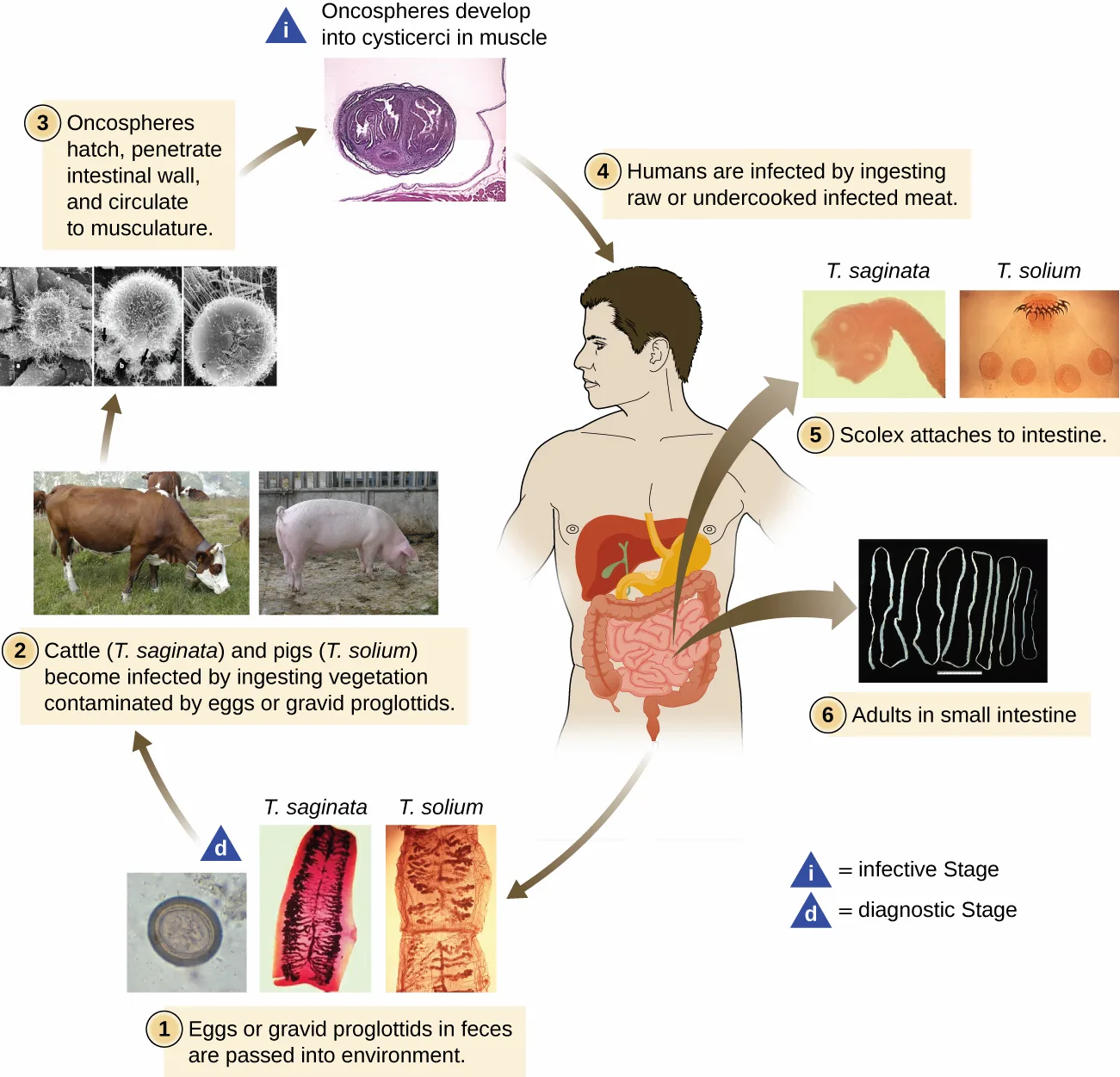 A numbered life-cycle diagram of a tapeworm. Eggs or gravid proglottids passed in feces contaminate vegetation; cattle (Taenia saginata) or pigs (T. solium) ingest the contaminated vegetation; oncospheres hatch, penetrate the intestinal wall, and circulate to the muscles, developing into cysticerci; humans are infected by eating raw or undercooked meat containing the cysticerci; the scolex attaches to the intestinal wall and adult tapeworms develop in the small intestine.