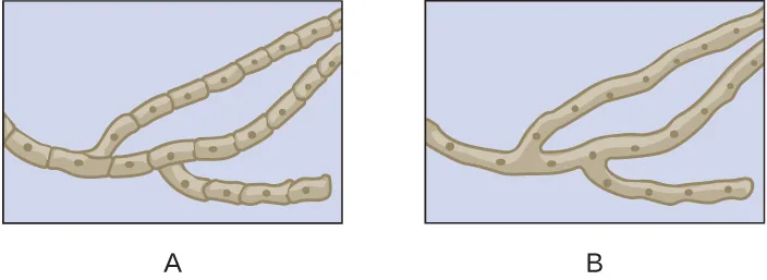 Two drawings of tan, tubular fungal filaments on a lavender background, side by side. The left drawing shows branching filaments divided into segments by cross-walls, each segment containing a dot. The right drawing shows similar branching filaments with dots but no cross-walls dividing them into segments.