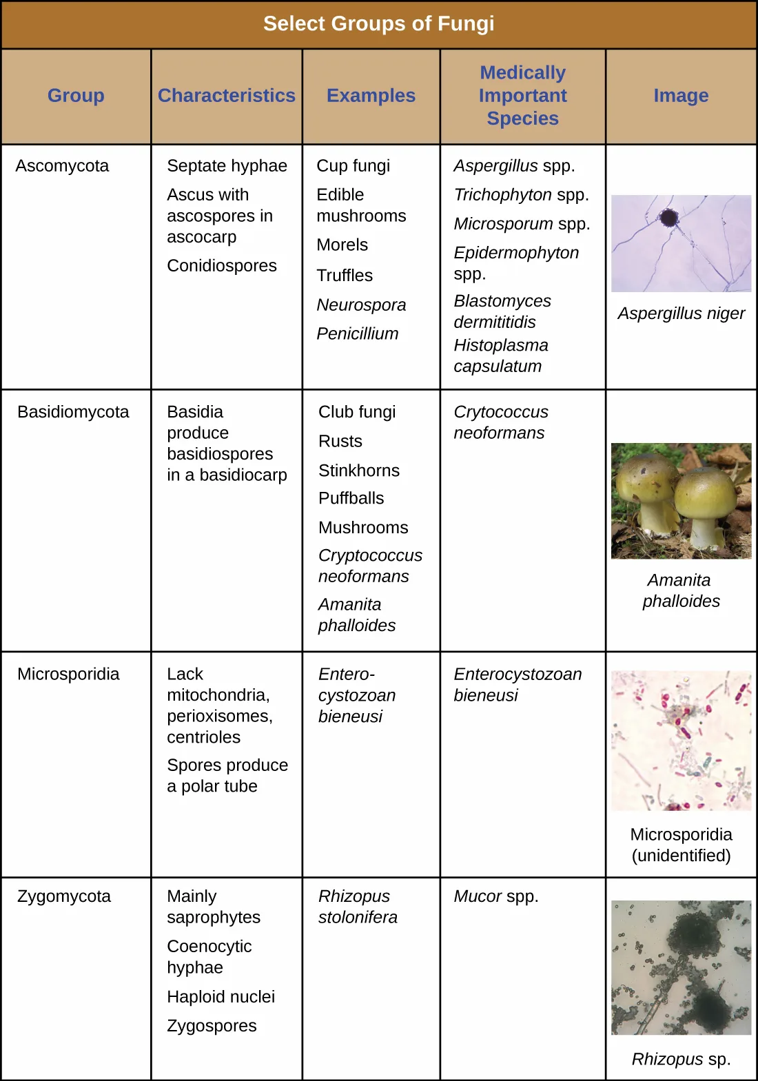 Four images from the Image column of the table above: a purple-stained micrograph of branching filaments radiating from a dark central spore head, labeled Aspergillus niger; a photograph of two pale olive-green mushrooms growing among leaf litter, labeled Amanita phalloides; a pink- and blue-stained micrograph of scattered oval and rod-shaped cells, labeled Microsporidia (unidentified); and a micrograph of dark, textured fungal growth on a pale background, labeled Rhizopus sp.