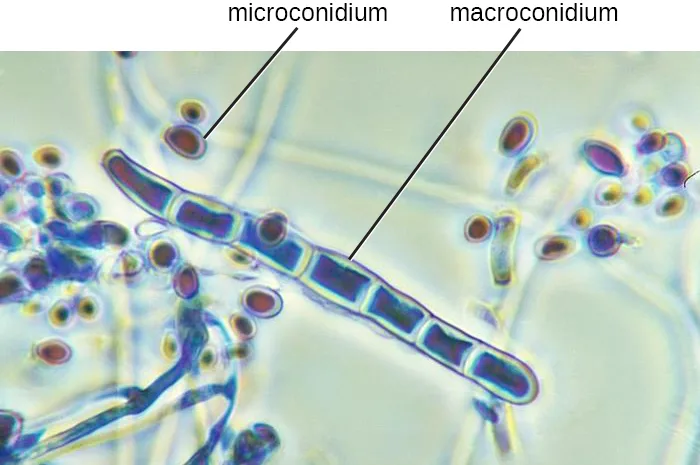 A brightfield micrograph of translucent branching fungal filaments. An arrow labeled microconidium points to a small oval spore near the top, and an arrow labeled macroconidium points to a longer, multi-celled, spindle-shaped structure divided into segments.