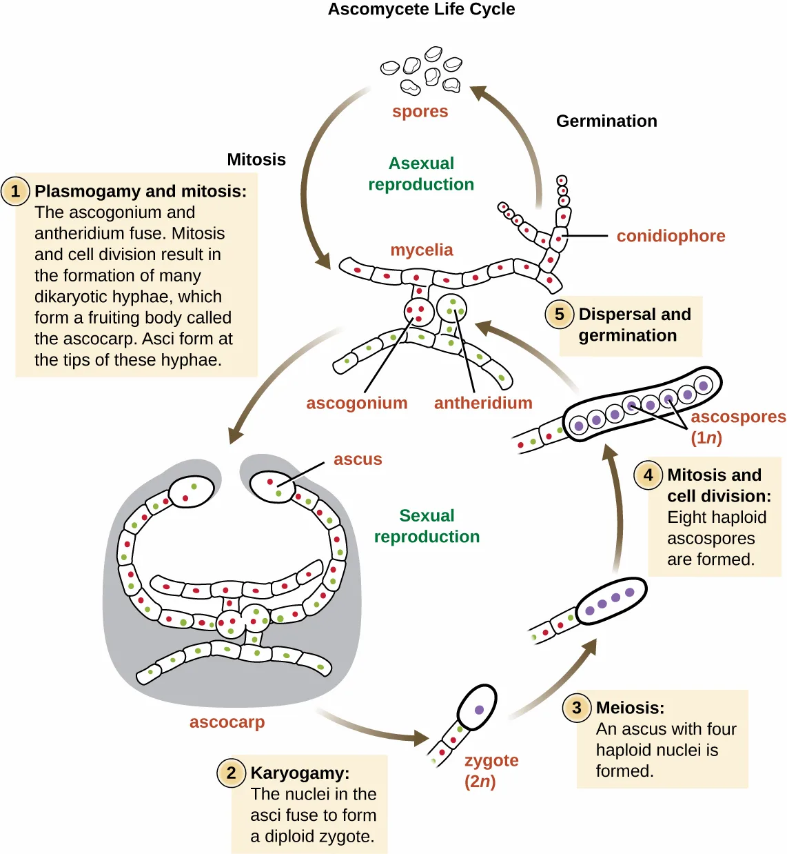 A circular diagram of the ascomycete life cycle. Mycelia at the top asexually produce conidiophores that release spores by mitosis (asexual reproduction, right side), which germinate back into mycelia. In sexual reproduction (left and bottom), five numbered stages trace plasmogamy and mitosis, karyogamy, meiosis, mitosis and cell division, and dispersal and germination, moving through an ascogonium, antheridium, ascocarp, ascus, zygote, and ascospores back to spores.