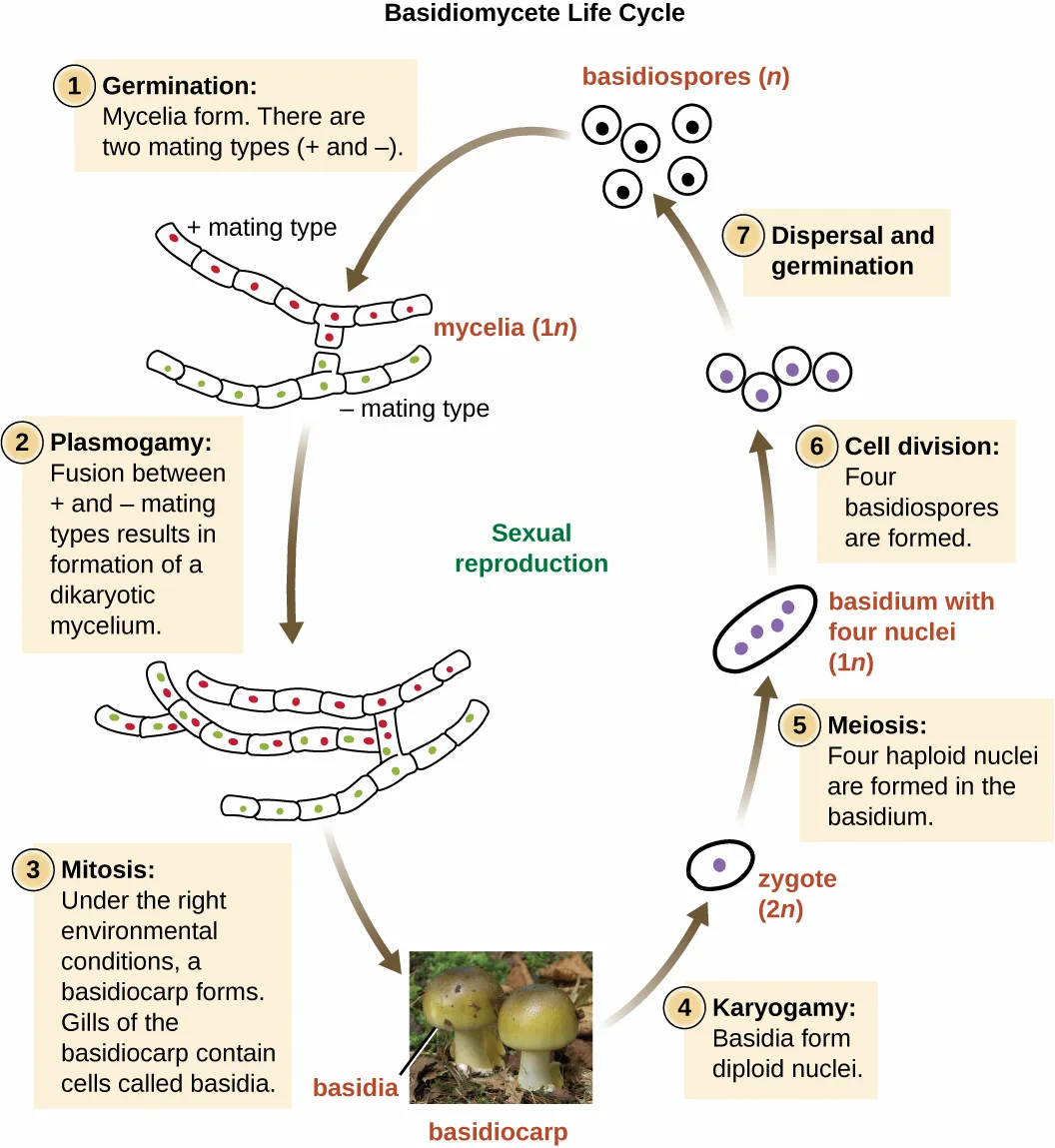 A circular diagram of the basidiomycete life cycle showing seven numbered stages of sexual reproduction, from germinating plus and minus mating-type mycelia through plasmogamy, a mitosis step that forms a basidiocarp (shown in a photograph of two mushrooms with basidia labeling their gills), karyogamy, meiosis, cell division, and dispersal and germination back to basidiospores.