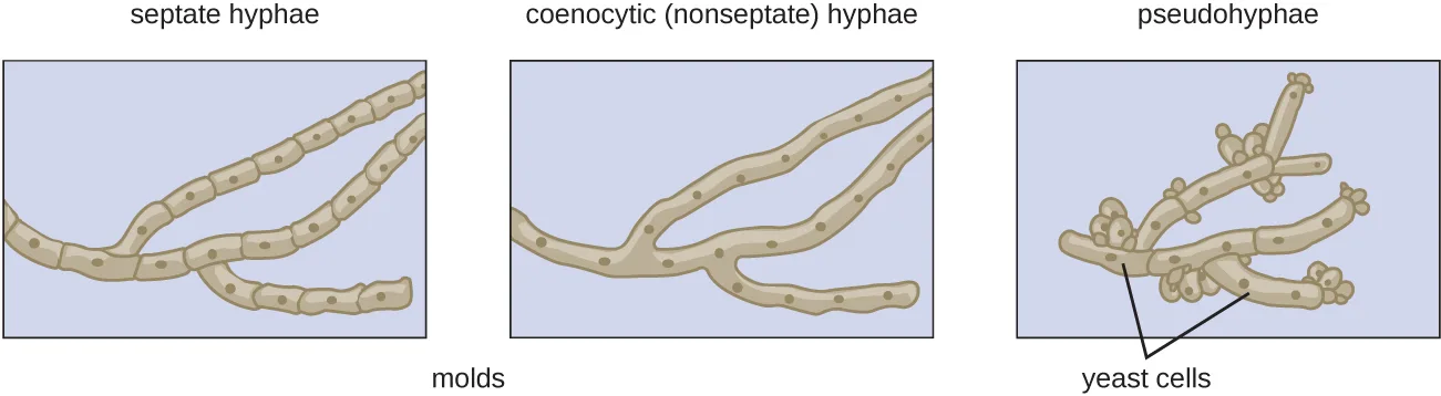 Three drawings of tan, tubular fungal filaments on a lavender background, labeled molds beneath the first two. The septate hyphae panel shows branching filaments divided into segments by cross-walls, each segment holding one dot. The coenocytic (nonseptate) hyphae panel shows similar branching filaments with dots but no cross-walls between them. The pseudohyphae panel shows short chains of oval yeast cells clustered together, with two clusters labeled yeast cells.