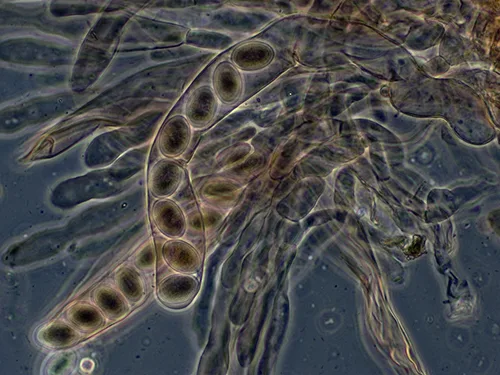 A brightfield micrograph of a translucent, elongated ascus containing eight oval ascospores arranged in a single row, surrounded by other filamentous fungal structures.