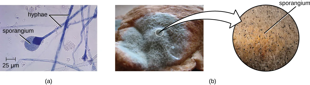 Two panels of spore-producing fungal structures. (a) A brightfield micrograph labeled hyphae and sporangium, showing a bulbous sporangium at the end of a branching filament, with a 25 µm scale bar. (b) A photograph of fuzzy gray-white mold growing on a piece of bread, with an arrow pointing from a circled patch to an enlarged inset labeled sporangium showing many small dark dots on the fuzzy surface.
