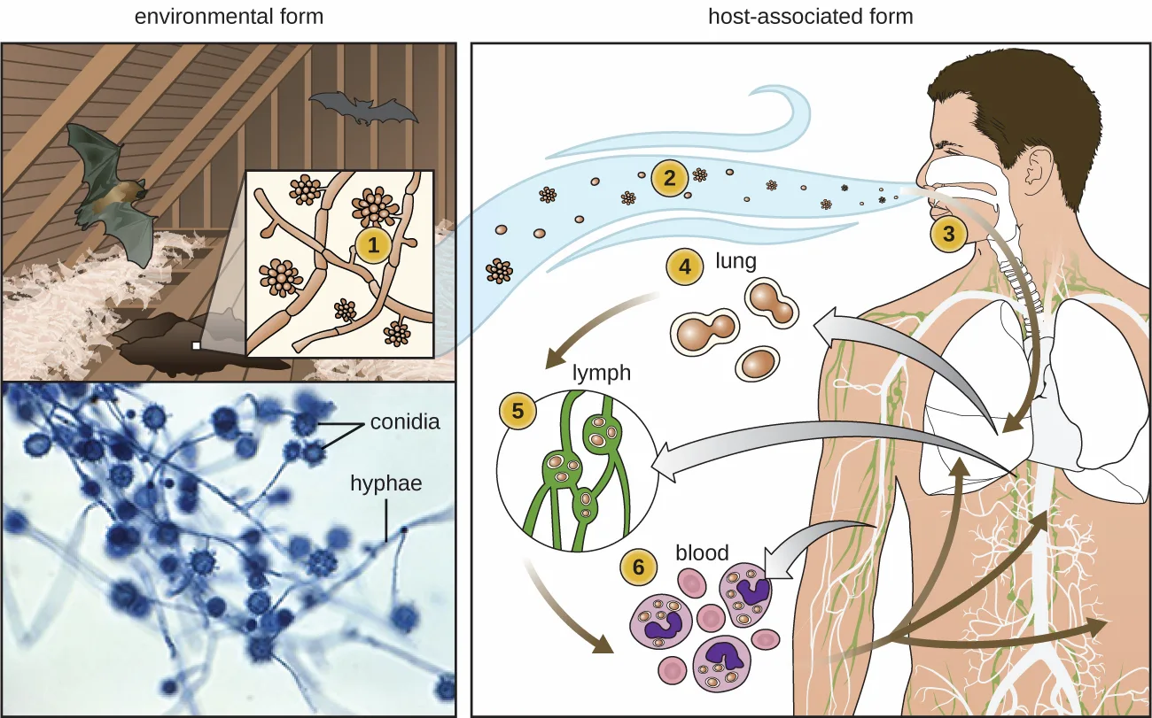 A two-part illustration of Histoplasma capsulatum's environmental and host-associated forms. At left, a drawing shows two bats in an attic above a guano nest, with an inset numbered 1 showing fungal filaments dotted with round spore clusters; below it, a blue-stained micrograph labeled hyphae and conidia shows the same filaments and spore clusters. At right, a drawing of a person's head and upper torso traces numbered stages 2 through 6 as inhaled spores travel from the air into the nose, lungs, lymph, and blood.