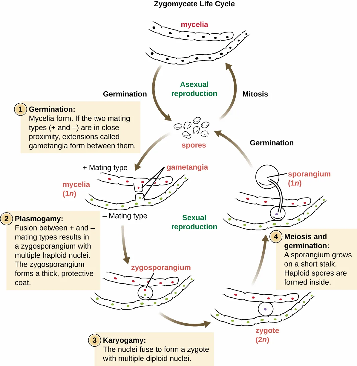 A circular diagram of the zygomycete life cycle. Mycelia at the top asexually produce spores by mitosis, which germinate back into mycelia (asexual reproduction, right side). In sexual reproduction (left and bottom), spores germinate into plus and minus mating-type mycelia; four numbered stages then trace germination, plasmogamy, karyogamy, and meiosis with germination back to spores.