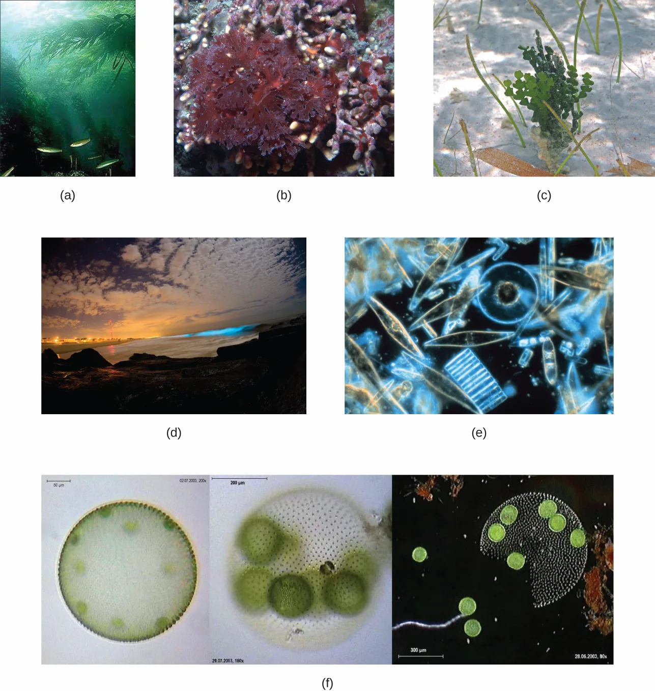 Six photographs of algae: (a) green kelp fronds in sunlit water; (b) a red, leafy marine alga; (c) a small green leafy alga growing from sand; (d) a blue bioluminescent wave breaking at night; (e) a colorized micrograph of glass-like diatoms; (f) three micrographs of round, colonial green algae, their surfaces dotted with individual green cells.