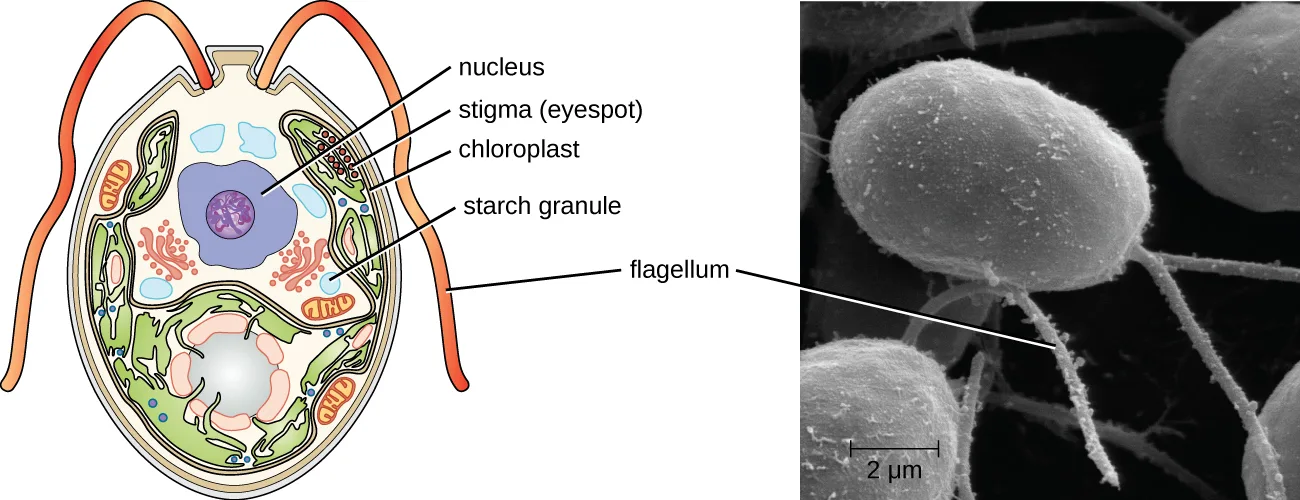 A labeled diagram of a Chlamydomonas cell beside a scanning electron micrograph of Chlamydomonas cells. The diagram shows an oval cell with two long flagella at one end, a central nucleus, a reddish stigma (eyespot) near the flagella, a large green chloroplast, and small white starch granules. The micrograph shows several oval cells, each trailing two thin flagella from one end, beside a 2 µm scale bar.