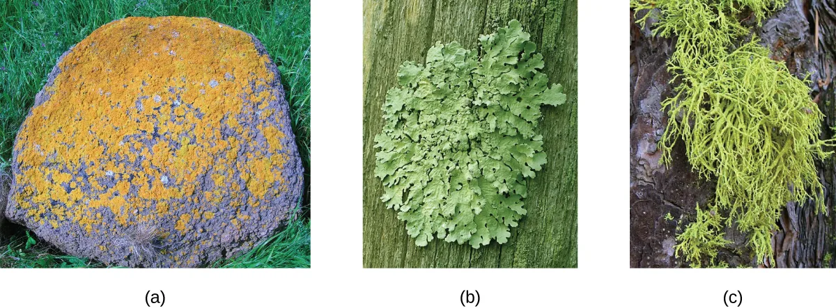 Three photographs of lichens. (a) A rock covered with orange and pale bluish-gray patches. (b) A tree trunk with a rounded cluster of pale green, leaf-like lobes. (c) A tree branch draped with a mass of yellowish-green, thread-like, branching strands.
