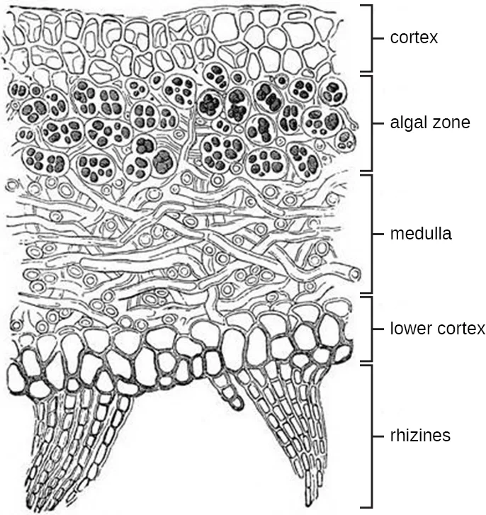 A cross-section diagram of a lichen thallus drawn in black and white. From top to bottom it shows five bracket-labeled regions: a cortex of tightly packed, angular cells; an algal zone of clustered round, shaded cells; a medulla of loosely interwoven strand-like filaments; a lower cortex of tightly packed cells; and rhizines, bundles of thin parallel filaments tapering to points at the bottom edge.