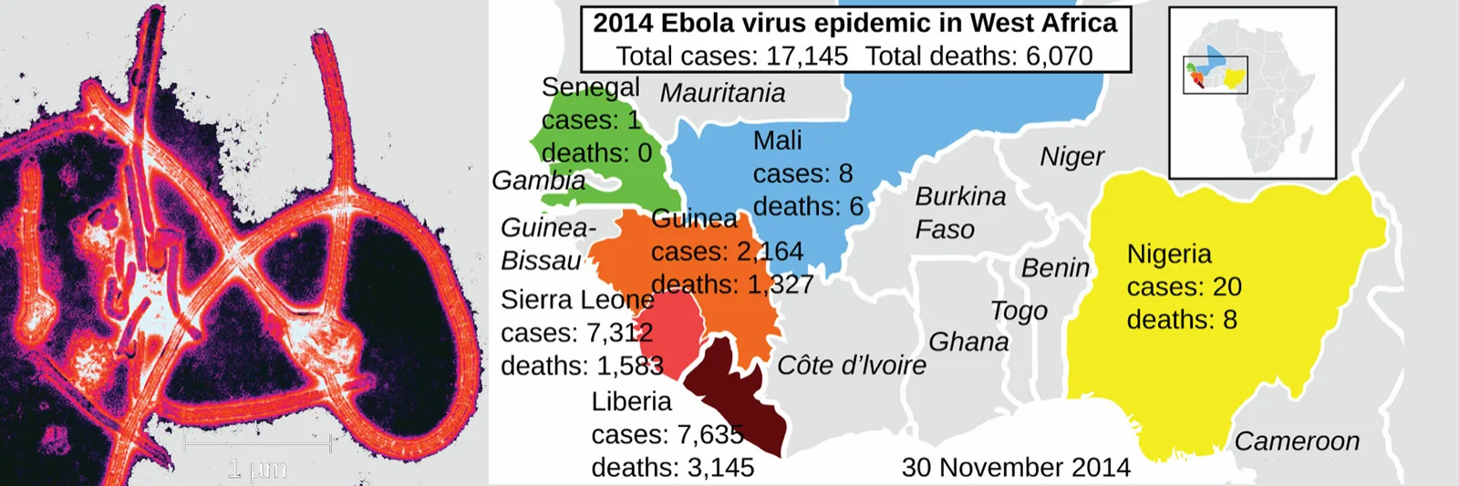 Two panels. At left, an electron micrograph of long, thread-like virus particles, one curled back on itself into a loop. At right, a map of West Africa shading Senegal, Mali, Guinea, Sierra Leone, Liberia, and Nigeria, each labelled with its total Ebola cases and deaths for 2014, and a heading giving the regional totals.