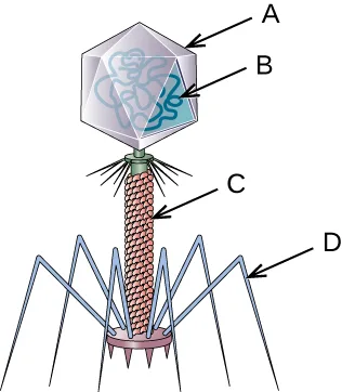 A labeled illustration of a bacteriophage: a hexagonal head sits above a cylindrical tube, which connects to several long, angled legs radiating from its base. Four arrows, lettered A through D from top to bottom, each point to one part of the structure.