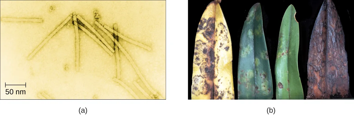 (a) An electron micrograph shows several long, thin rod-shaped virus particles lying across each other against a pale background, with a 50 nm scale bar. (b) Four tobacco leaves are shown in a row with increasing disease damage: pale yellow with dark blotches, green with faint pale mottling, green with scattered brown spots, and almost entirely blackened and shriveled.