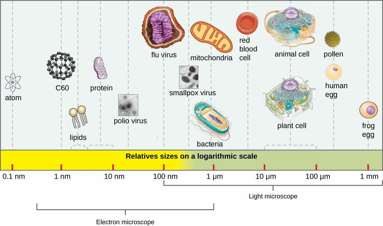 A logarithmic size scale running from 0.1 nanometers to 1 millimeter, with illustrations of chemical and biological entities positioned along it in increasing order of size: an atom, the C60 fullerene, lipids, a protein, a polio virus, a flu virus, a smallpox virus, mitochondria, bacteria, a red blood cell, an animal cell, a plant cell, pollen, a human egg cell, and a frog egg. Brackets below the scale mark the size ranges resolved by an electron microscope and by a light microscope.