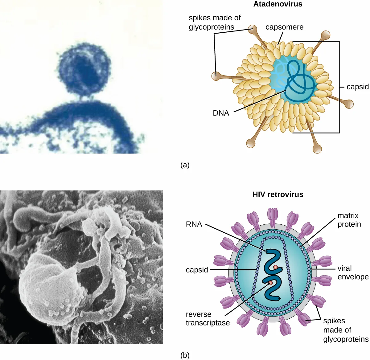 (a) A blue-tinted micrograph of an atadenovirus appears beside a companion illustration that labels its structure: spikes made of glycoproteins and capsomeres on the capsid's outer surface, the capsid itself, and DNA coiled inside. (b) A grayscale micrograph of the enveloped human immunodeficiency virus appears beside a companion illustration that labels its structure: the viral envelope and its spikes made of glycoproteins, a matrix protein layer, the capsid, RNA, and reverse transcriptase.