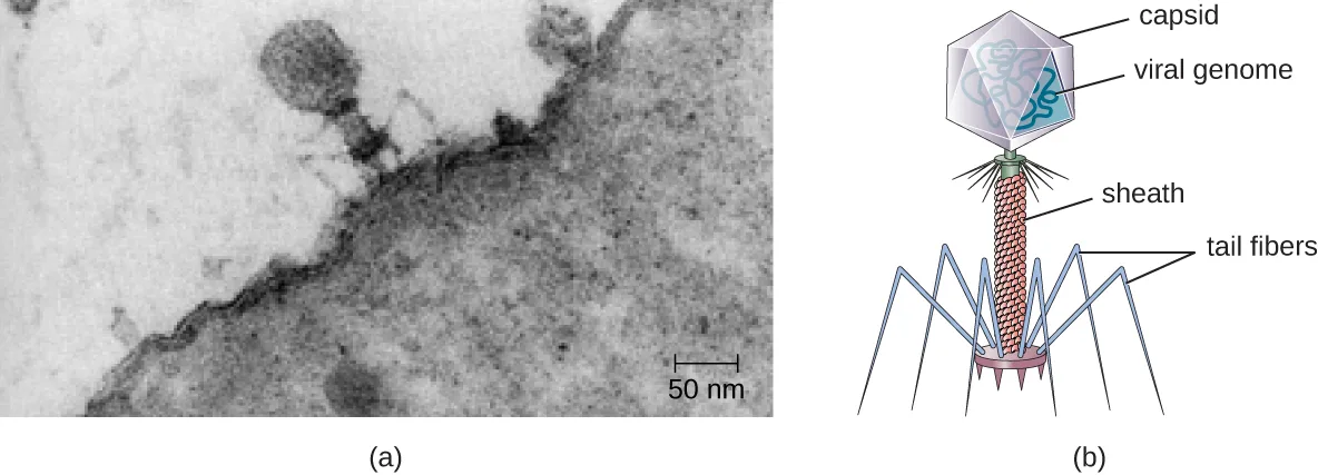(a) A grayscale electron micrograph shows a bacteriophage with a compact head and thin, spidery tail fibers attached to the much larger, textured surface of a bacterial cell, with a 50 nm scale bar. (b) A companion illustration of the same bacteriophage labels the head as the capsid with a coiled viral genome inside, the connecting tube as the sheath, and the radiating legs as tail fibers.