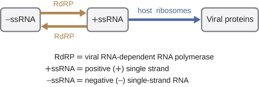 A flow chart of three boxes. Two arrows both marked RdRP run between a box labelled −ssRNA and a box labelled +ssRNA, one arrow pointing each way. A third arrow, marked host ribosomes, runs from the +ssRNA box to a box labelled viral proteins. Below the chart, RdRP is defined as viral RNA-dependent RNA polymerase, +ssRNA as the positive (+) single strand, and −ssRNA as the negative (−) single-stranded RNA.