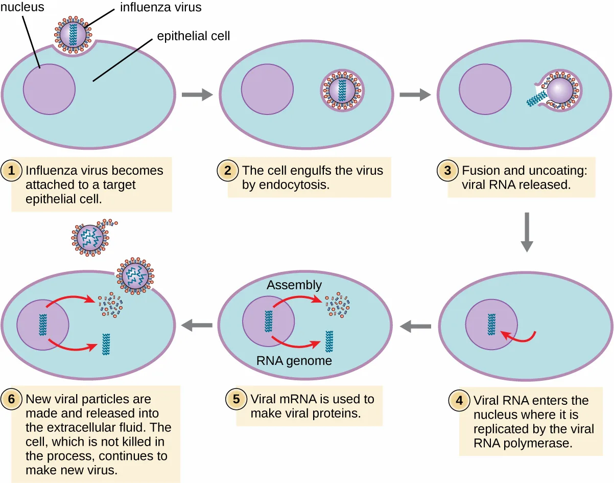 A six-panel diagram of influenza virus infection of an epithelial cell, each panel a light-blue oval cell with a lavender nucleus.