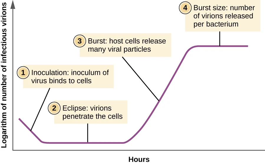 A line graph of the logarithm of the number of infectious virions on the y-axis against hours on the x-axis. The line starts at a middling height, dips downward through a labelled inoculation point, flattens through a labelled eclipse period, then rises steeply through a labelled burst point before leveling off at a labelled burst-size plateau.