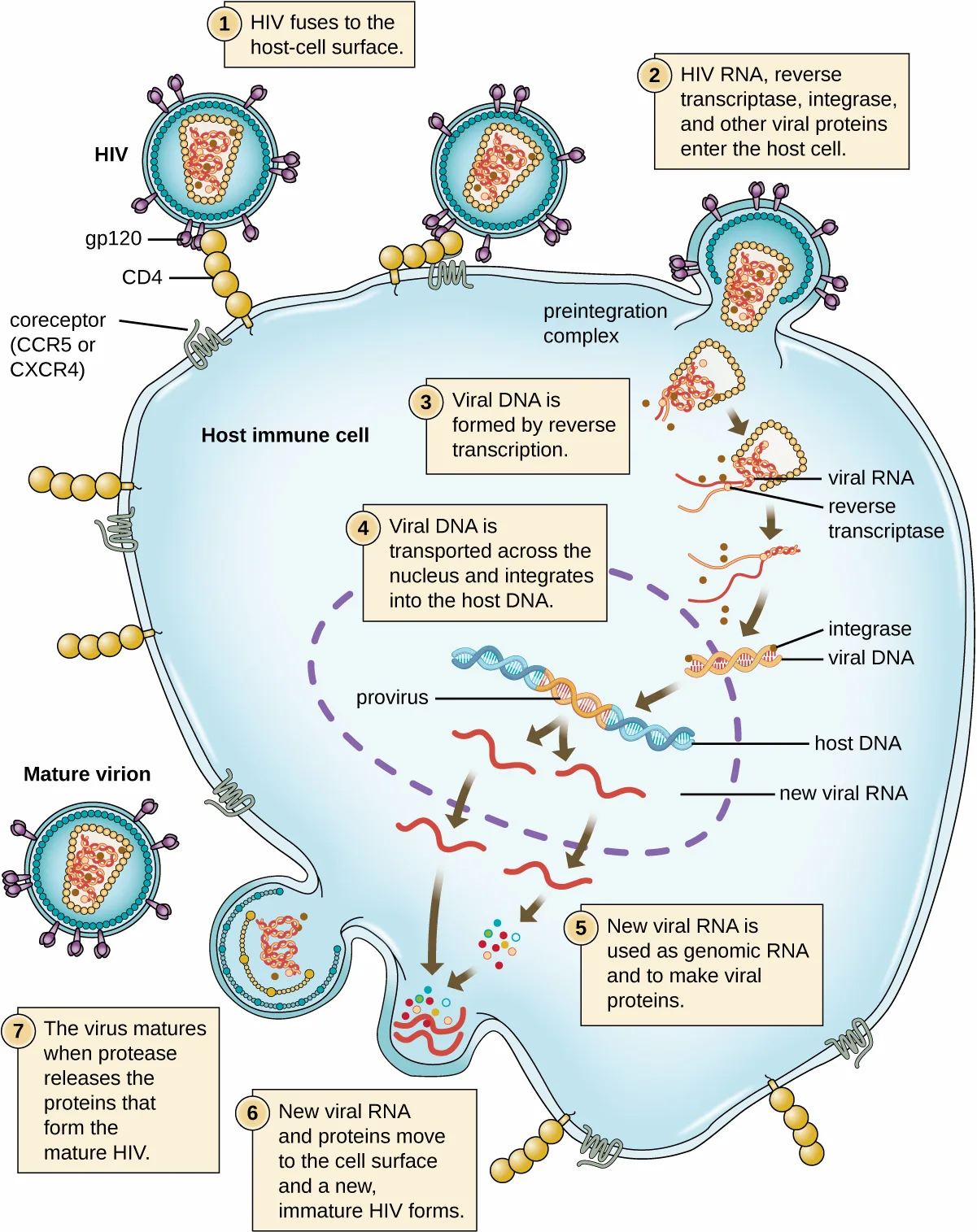 A seven-step diagram of the HIV life cycle inside a large host immune cell, with an HIV particle and its gp120, CD4, and coreceptor proteins labelled at left and a mature virion labelled at lower left.