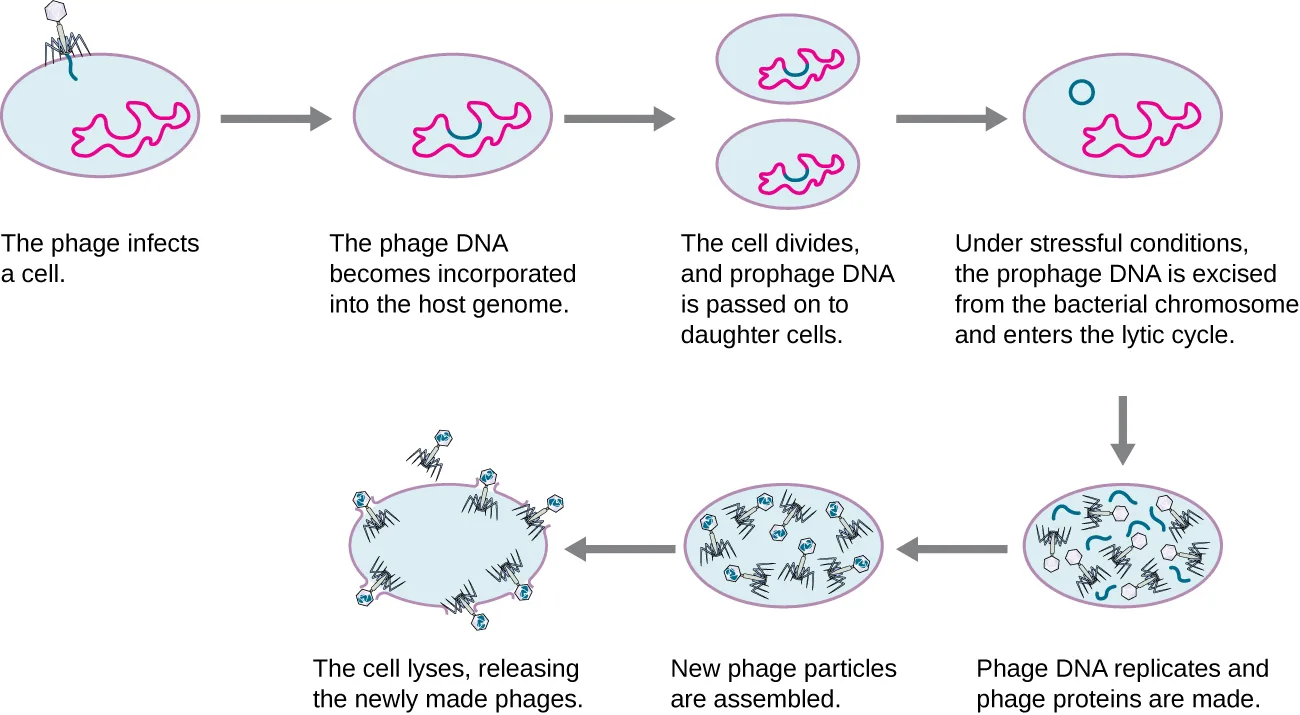 An eight-position diagram tracing a temperate bacteriophage through both the lytic and lysogenic cycles, each position a small oval bacterial cell with a phage or its DNA drawn inside, connected by arrows in a loop.