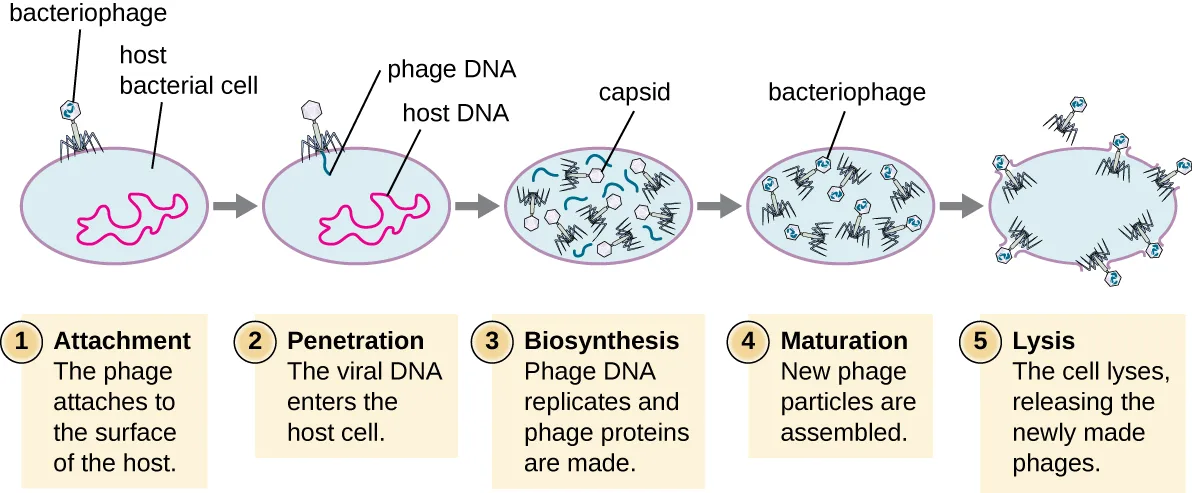 A five-panel diagram of the bacteriophage lytic cycle. In panel 1 a spider-shaped bacteriophage sits on the surface of an oval bacterial cell, with a tangled host DNA strand inside the cell. In panel 2 a thin phage-DNA strand now runs from the phage into the cell, alongside the host DNA. In panel 3 the cell interior is filled with loose viral DNA strands, empty capsid shells, and phage tail parts. In panel 4 several fully assembled bacteriophages fill the cell. In panel 5 the cell membrane has ruptured and completed bacteriophages spill out.