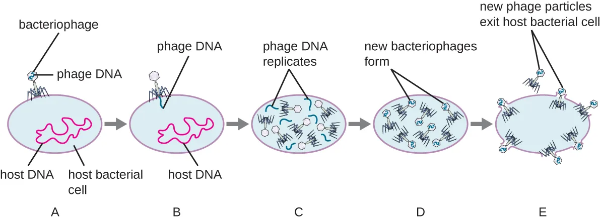 Five lettered panels, A through E, each a small oval bacterial cell. Panel A shows a bacteriophage attached to the cell surface, with phage DNA inside the phage and host DNA inside the cell. Panel B shows a thin strand of phage DNA now inside the cell alongside the host DNA. Panel C shows loose phage DNA strands and several assembled capsid and tail parts scattered inside the cell. Panel D shows several fully assembled bacteriophages inside the cell. Panel E shows the cell's membrane broken open with assembled bacteriophages emerging from it.